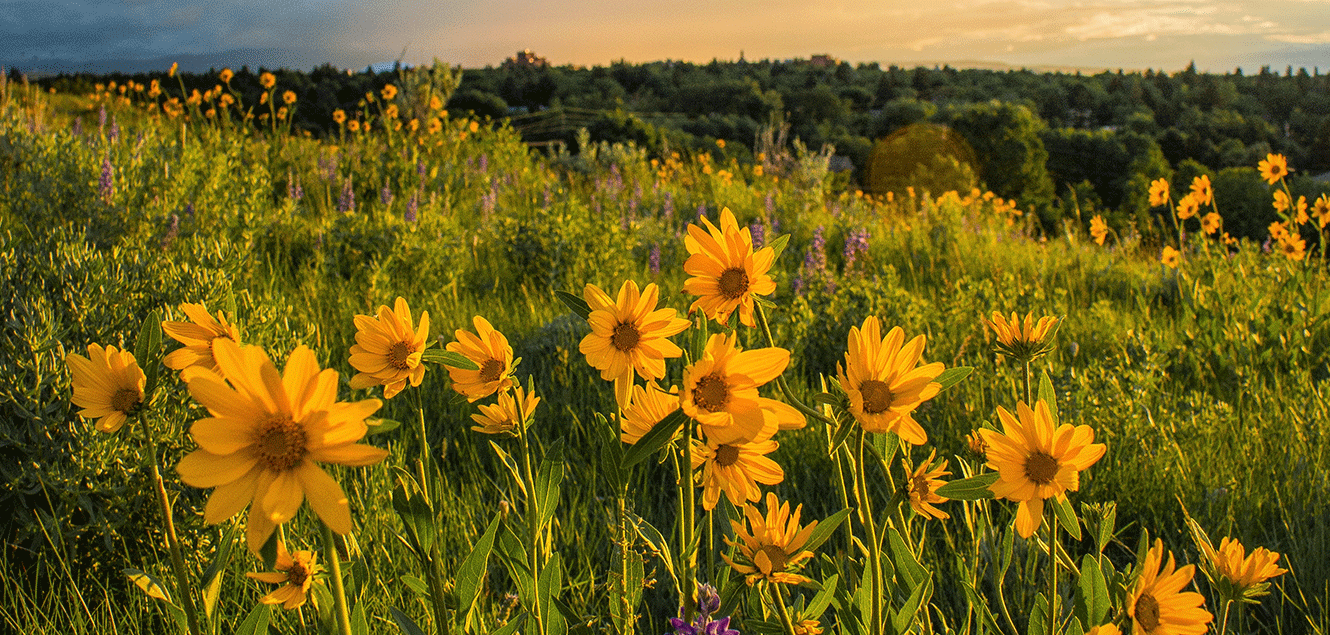 Flowers on Petes Hill